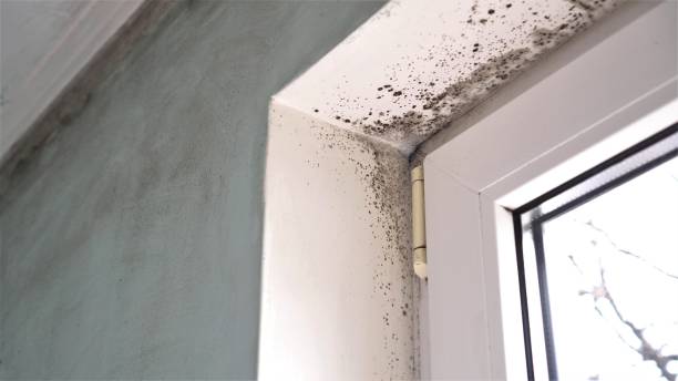 Best Basement Mold Removal  in Lake Wildwood, CA