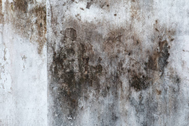 Biohazard Mold Removal in Lake Wildwood, CA