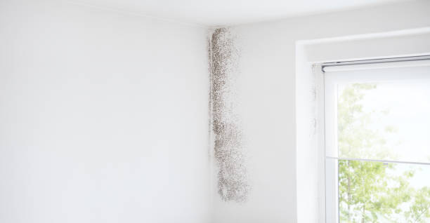 Best Indoor Air Quality Assessment  in Lake Wildwood, CA