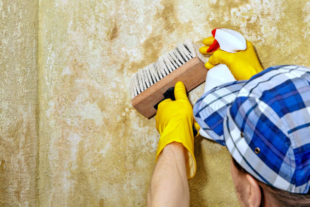 Trusted Lake Wildwood, CA Mold Removal Experts
