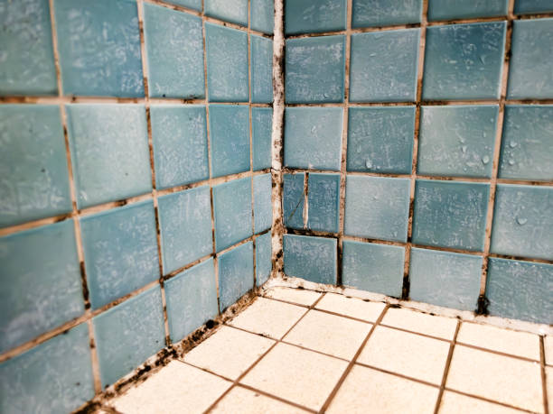 Best Mold Damage Restoration  in Lake Wildwood, CA