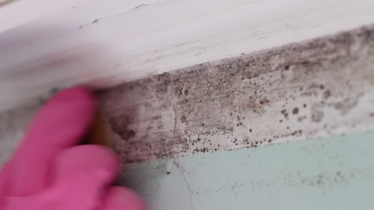 Best Commercial Mold Inspection  in Lake Wildwood, CA